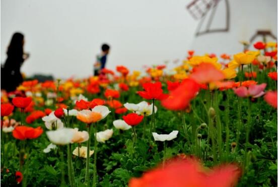 養花不開花的問題 